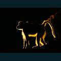 wildlife-03.jpg