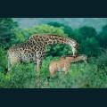 wildlife-04.jpg