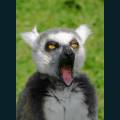 wildlife-05.jpg