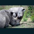 wildlife-06.jpg