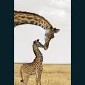 wildlife-07.jpg