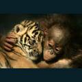 wildlife-08.jpg