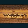 wildlife-10.jpg
