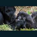 wildlife-11.jpg