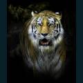 wildlife-12.jpg