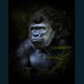 wildlife-13.jpg