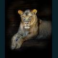 wildlife-14.jpg