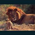 wildlife-15.jpg