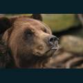 wildlife-17.jpg