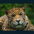 wildlife-19.jpg