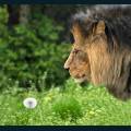 wildlife-21.jpg