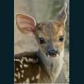 wildlife-22.jpg