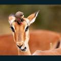 wildlife-23.jpg