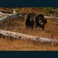 wildlife-25.jpg