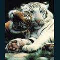 wildlife-26.jpg