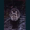 wildlife-27.jpg
