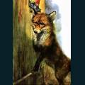 wildlife-30.jpg