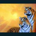wildlife-32.jpg