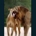 wildlife-33.jpg