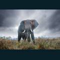 wildlife-34.jpg