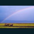 wildlife-35.jpg