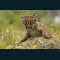 wildlife-37.jpg