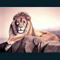 wildlife-39.jpg