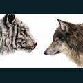 wildlife-40.jpg