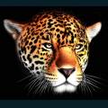 wildlife-41.jpg