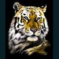 wildlife-42.jpg