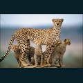 wildlife-44.jpg