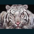 wildlife-45.jpg