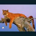wildlife-46.jpg