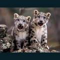 wildlife-47.jpg