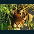 wildlife-49.jpg