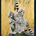 wildlife-51.jpg