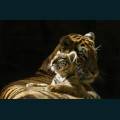 wildlife-52.jpg