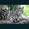 wildlife-53.jpg