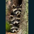 wildlife-54.jpg