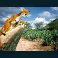 wildlife-57.jpg