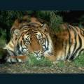 wildlife-58.jpg