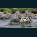 wildlife-60.jpg