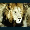 wildlife-63.jpg