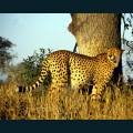 wildlife-64.jpg