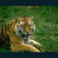 wildlife-65.jpg