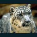 wildlife-66.jpg