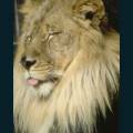 wildlife-68.jpg