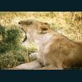 wildlife-70.jpg