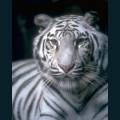 wildlife-72.jpg