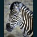 wildlife-73.jpg